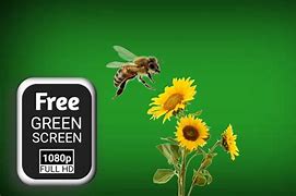 Image result for Bee Green screen