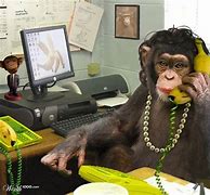 Image result for Monkey On Phone at Desk