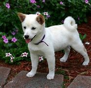 Image result for White Shiba Inu Dog