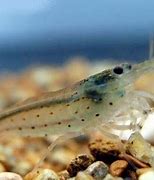 Image result for Australian Amano Shrimp