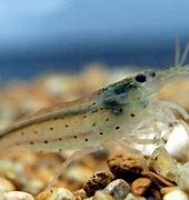 Image result for Freshwater Amano Shrimp