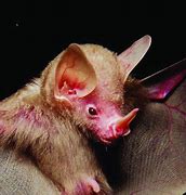 Image result for Tiger Albino Bat