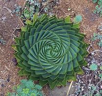 Image result for Natural Geometric Shapes