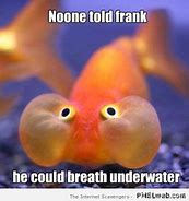 Image result for Fish Brain Meme