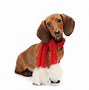 Image result for Happy New Year Dachshund