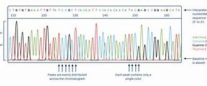 Image result for DNA Chromatogram