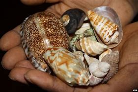 Image result for Sangoma Shells