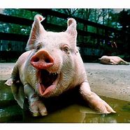 Image result for Funny Pig Faces