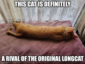 Image result for Long Cat Memes