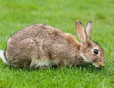 Image result for Large Pet Rabbit