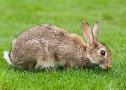 Image result for Rabbit iPhone Case