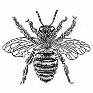 Image result for Honey Bee Illustration