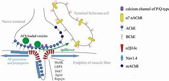 Image result for Acetylcholine and Memory