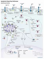 Image result for Apoptosis Signaling