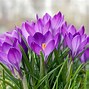 Image result for Flower Growing
