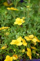 Image result for Potentilla fruticosa Bella Sol