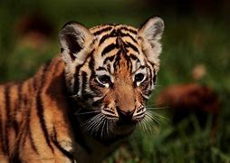 Image result for Myanmar Tiger