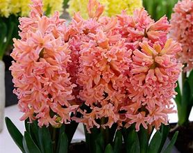 Image result for Hyacinthus Gypsy Queen