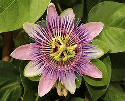 Image result for Passiflora Varieties