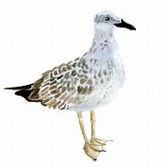 Image result for Seagull Illustration