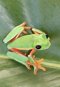 Image result for Black Eyed Tree Frog