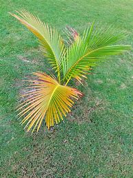 Image result for Palm Phone Small