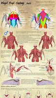 Image result for Winged People Anatomy