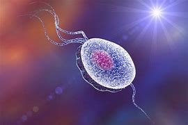 Image result for Trichomoniasis Pics