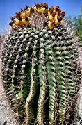 Image result for Cactus Plant in Desert