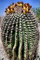 Image result for Arizona Cactus Identification