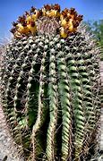 Image result for Desert Plants Barrel Cactus