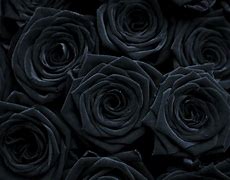 Image result for Dark Gothic Rose Wallpaper