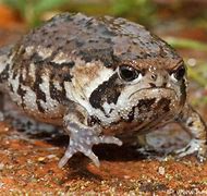 Image result for Funny Toad Pictures