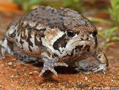 Image result for Funny Toad Animal