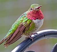 Image result for hummingbirds