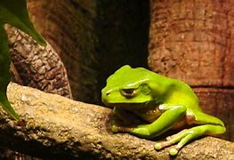 Image result for Sad Frog Real