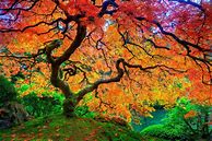 Image result for Autumn Maple Leaves Wallpaper Phone