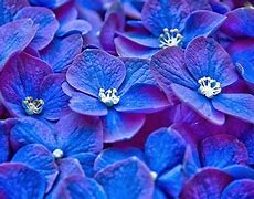 Image result for Finest Blue Floral Wallpaper