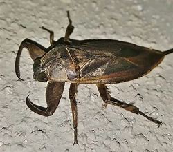 Image result for Pond Water Bugs