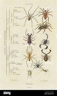 Image result for Arachnid Taxonomy