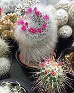Image result for Old Lady Cactus Interior Design