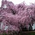 Yoshino Cherry Tree Pink 的图像结果