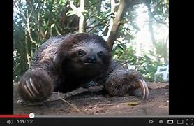 Image result for Sloth Attack