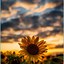 Image result for Sunflower Wallpaper for iPhone 15