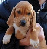 Image result for Bloodhound Coonhound Mix