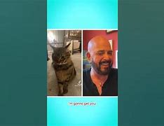 Image result for Cat Attack Funny