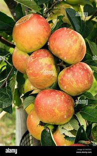 Image result for Small Apple Varieties