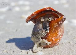 Image result for Conch