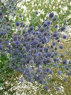 Image result for Eryngium planum