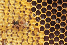 Image result for Honeycomb Honey